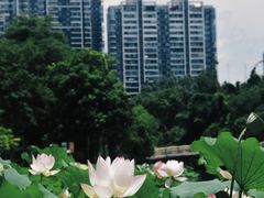 -金山公园