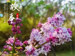 -群力丁香公园