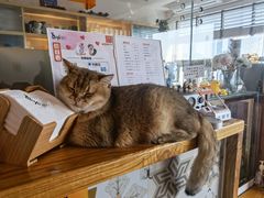 -猫小主咖啡·猫咖cat cafe(福田店)