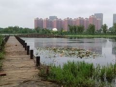 -金银湖国家城市湿地公园