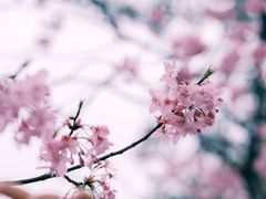 -武汉大学-樱园