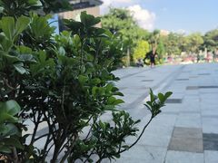 -奈雪的茶(龙华iCO店)