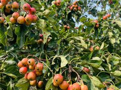 -武清南湖绿博园