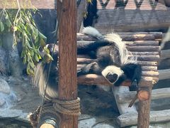 -灵玲国际马戏城