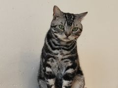 -有喵·猫咖·狗咖·40+猫狗有小奶狗(岗厦店)