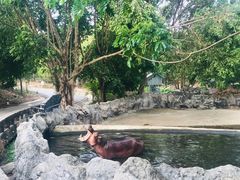 -清迈夜间动物园