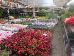 -龙大花卉苗木市场
