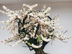 -香雪海