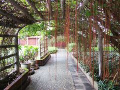 -瑞丽独树成林风景区