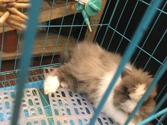 -志龙皇冠吃货椰子铺