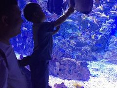 -烟台海昌鲸鲨海洋公园