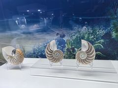 -贝壳王国博物馆
