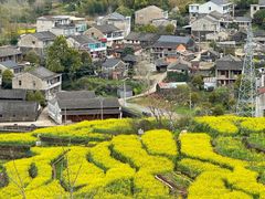 -桑洲油菜花景区