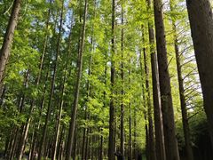 -黄海国家森林公园