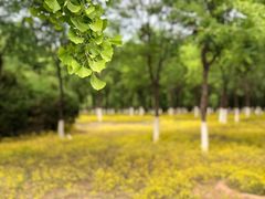 -永定河休闲森林公园