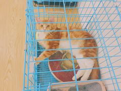 -萌喵宠狗爱心宠咖