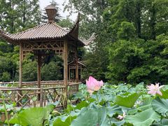 -上海滨江森林公园