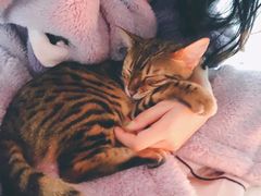-佳怡动物医院·平价24小时·猫专科骨外科