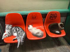 -猫咪博物馆(顶澳仔猫街店)