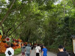 -西双版纳原始森林公园