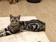 -瑞鹏宠物医院·夜间急症·心超·猫科(祖庙分店)