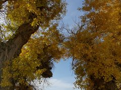 -新疆国际大巴扎