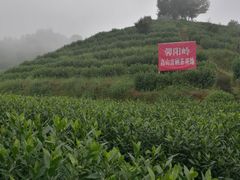 -江西阳明山国家森林公园