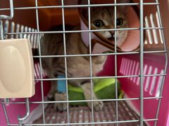 -艾贝尔宠物诊疗