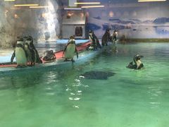 -北戴河圣蓝海洋公园