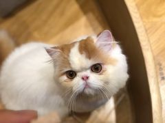 -啵啵喵·猫咖(攀华国际店)
