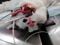 -关爱宠物医院·猫科中心·消化科(滨湖万达分院)