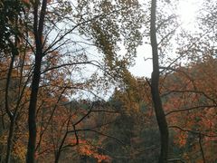 -青龙山国家森林公园