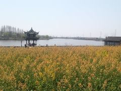 -杭州湾海上花田景区