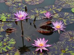 -国家植物园南园