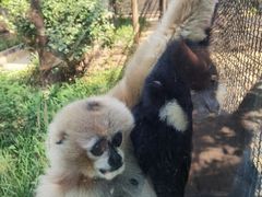 -石家庄市动物园