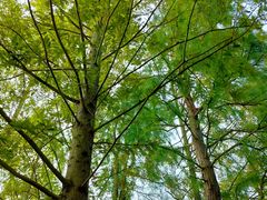 -上海海湾国家森林公园