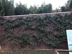 -陈家山荷花公园