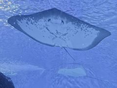 -上海海洋水族馆