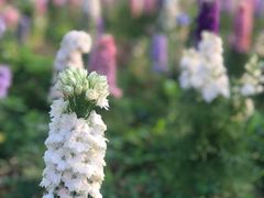 -松山湖梦幻百花洲