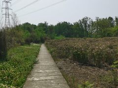 -桤木河湿地公园