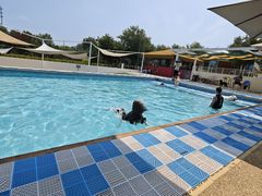 -爪吧宠物乐园 (温榆河示范区店)