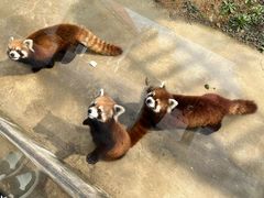 -杭州野生动物世界