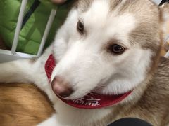 -Husky Go! 哈士奇体验馆·宠物咖啡厅狗咖