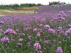 -紫颐香薰山谷景区