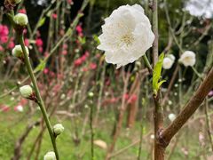 -桃花涧