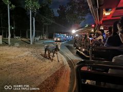 -清迈夜间动物园