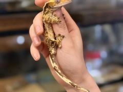 -吉丁鸟咖·异宠·寄养