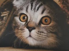 -猫先生时尚火锅(桂平路店)