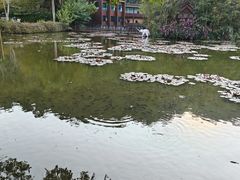 -野象谷景区