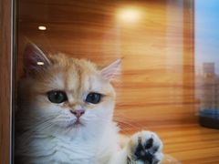 -猫十亿·布偶金渐层·曼基康矮脚猫舍(青年路店)